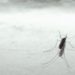 Dengue, l’allarme di Bassetti: “Ci aspetta una stagione peggiore”
