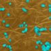 Infezioni da superbatteri costano circa 1 miliardo all’anno, roadmap con 10 priorità