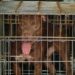 Lite tra vicini a Palermo, pitbull attacca donna incinta