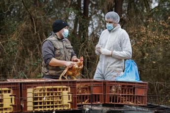Aviaria, i timori dell’Oms: “Preoccupa rischio contagio uomo”