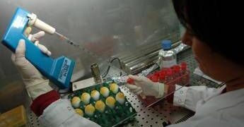 Aviaria, morto negli Usa il primo caso umano di H5N5