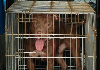 Bimba di 2 anni aggredita da pitbull a Milano: ricoverata in codice rosso