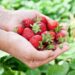 Leggera, colorata e anti-allergie: ecco la dieta di primavera