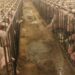 Peste Suina, Martinelli (Assosuini): “Se crolla export a rischio settore prosciutto made in Italy”