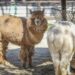 Aviaria in Usa, virus rilevato anche negli alpaca