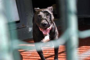 Bimba uccisa dal pitbull, oggi i funerali. Il papà conferma la sua versione