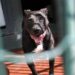 Dissequestrati i pitbull che uccisero bimbo a Salerno: faranno percorso di recupero