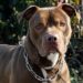 Pitbull pericolosi? Veterinari: “Serve obbligo patentino”