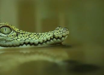 Resti umani nelle fauci di un alligatore in Texas