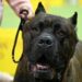 Bimbi azzannati da cane, l’esperta: “70mila aggressioni all’anno, più controllo sui padroni’