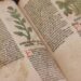 Risolto il mistero del ‘Manoscritto di Voynich’