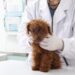 Spese veterinarie 2023, detrazione su modello 730: ecco il vademecum