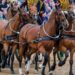 Cavallo di re Carlo morde turista in posa per foto – Video