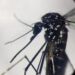 Dengue: un caso in provincia di Firenze, Asl ‘situazione sotto controllo’