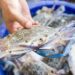 Pesca: tra granchio blu e vermocane pescatori ‘al palo’, attività ridotta con picchi dal 70 al 100%**