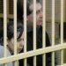 Strage Erba, pg Cassazione: “No a revisione processo”