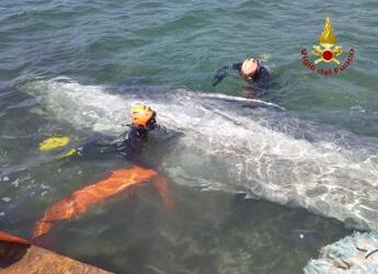 Talamone, recuperato il corpo della balenottera morta nel porto