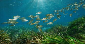 Un virus marino può infettare l’occhio dell’uomo, in uno studio la scoperta sul possibile salto di specie