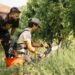 Vino, a scuola di dendrochirurgia in vigna per combattere il mal dell’esca con Simonit&Sirch