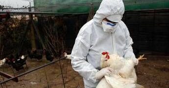 Aviaria la prossima pandemia? L’allarme degli esperti: “Diffusione senza precedenti”