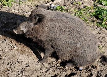 Bambino morso da cinghiale in spiaggia alla Maddalena