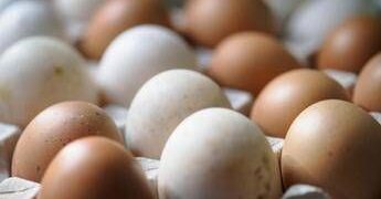 Epidemia di salmonella nel Regno Unito, 1 morto e oltre 200 casi: “Colpa delle uova importate”