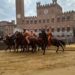 Palio di Siena, la Contrada del Leocorno vince la ‘Provaccia’