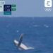 Parigi 2024, c’è anche una balena durante la finale di surf – Video