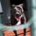 Pitbull accoltellato e ucciso, caccia al colpevole