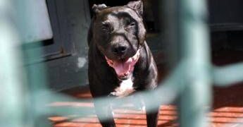 Pitbull aggredisce il padrone, la moglie uccide il cane e lo salva