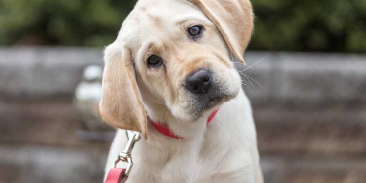 Quali sono le razze di cani più diffuse negli Stati Uniti?