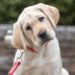 Quali sono le razze di cani più diffuse negli Stati Uniti?