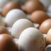 Uova a rischio salmonella, l’elenco dei lotti richiamati
