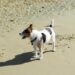 Vacanze al mare con cane, ecco le spiagge italiane più dog friendly