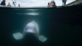 Norvegia, trovata morta Hvaldimir: la balena beluga presunta ‘spia’ della Russia