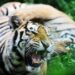 Tigre tenta di sbranare l’addestratrice, panico al parco divertimenti