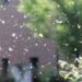 Allarme allergie: “Con la crisi climatica durano 45 giorni in più”