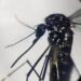 Dengue, perché tanti casi proprio nelle Marche? Cosa dice il virologo