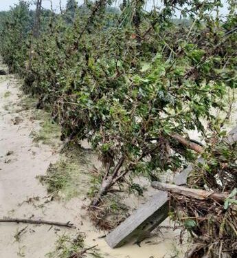 Maltempo Emilia Romagna, allarme Coldiretti: “frane ed esondazioni si abbattono su frutteti”