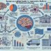 Speranza anti-Parkinson, impiantati neuroni da staminali embrionali umane