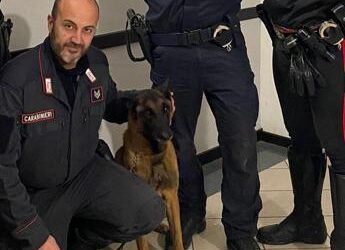 Omicidio Roberto Guerrisi, ritrovata l’arma del delitto grazie al fiuto del cane Cooper