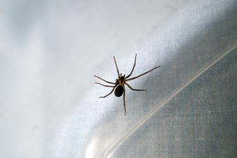 Ragno violino in decorazioni feste, etologo: “Aumentano punture”