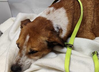 Caltanissetta, cane aggredito lotta tra la vita e la morte