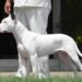 Patentino per cani pericolosi, tutte le razze proposte in Lombardia