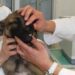 A Roma nascerà il primo ospedale veterinario pubblico d’Italia