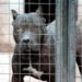 Aggressione pitbull, il veterinario: “Razza di moda, ma servono polso fermo e regole ferree”