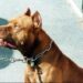 Bimba sbranata da pitbull, Bassetti: “Vietare alcune razze in case con bambini piccoli”