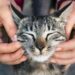 Giornata del Gatto, la passione non conosce confini: ecco i cantanti, attori e registi ‘pazzi’ per i felini