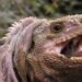 Ricerca, studio genomico ricostruisce l’evoluzione delle iguane delle Galápagos