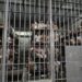 Usa, accordo senza precedenti con El Salvador: nelle sue carceri criminali e migranti clandestini